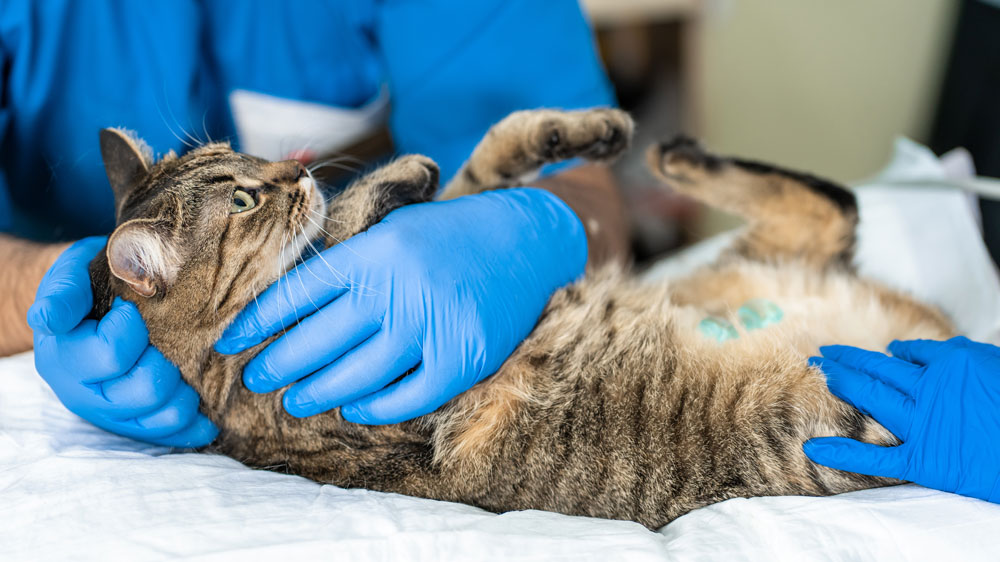 Cat getting a check up