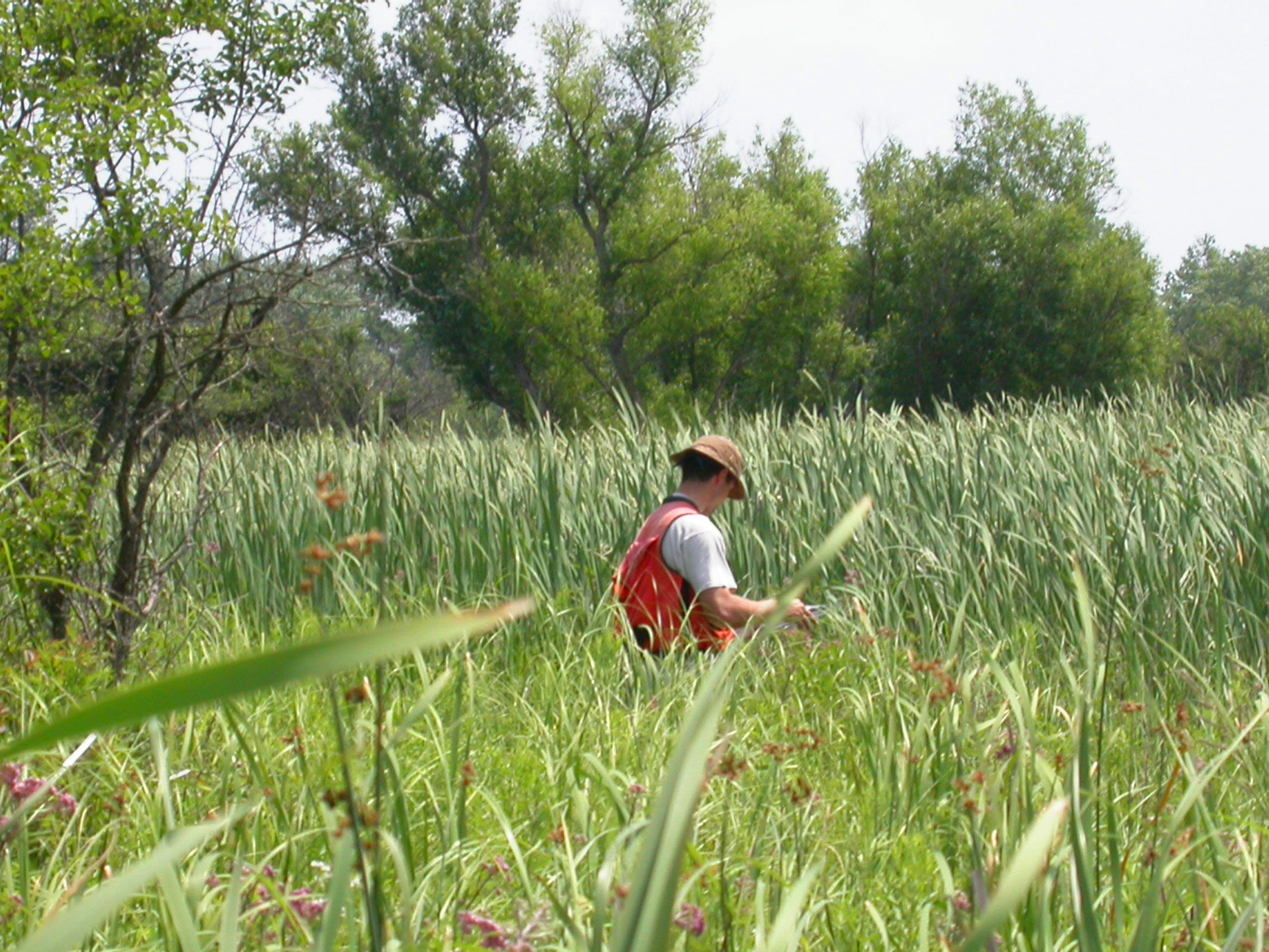 Spyreas working in marsh
