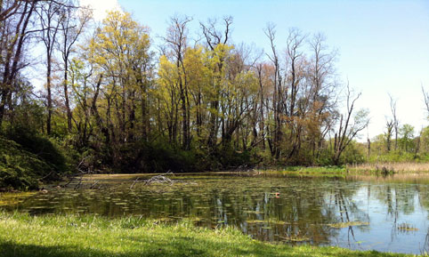 Ebaugh Pond Image
