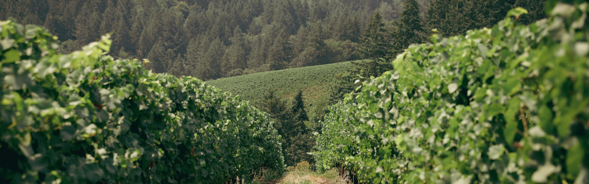 Denisonians in Santa Rosa: Afternoon at Ketcham Vineyards | Sat, 09 Aug 2025 12:30:00 EDT