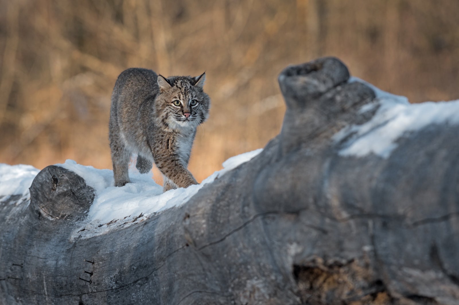 Bobcat (Lynx rufus) walks along a log in winter [hkuchera – Adobe Stock]