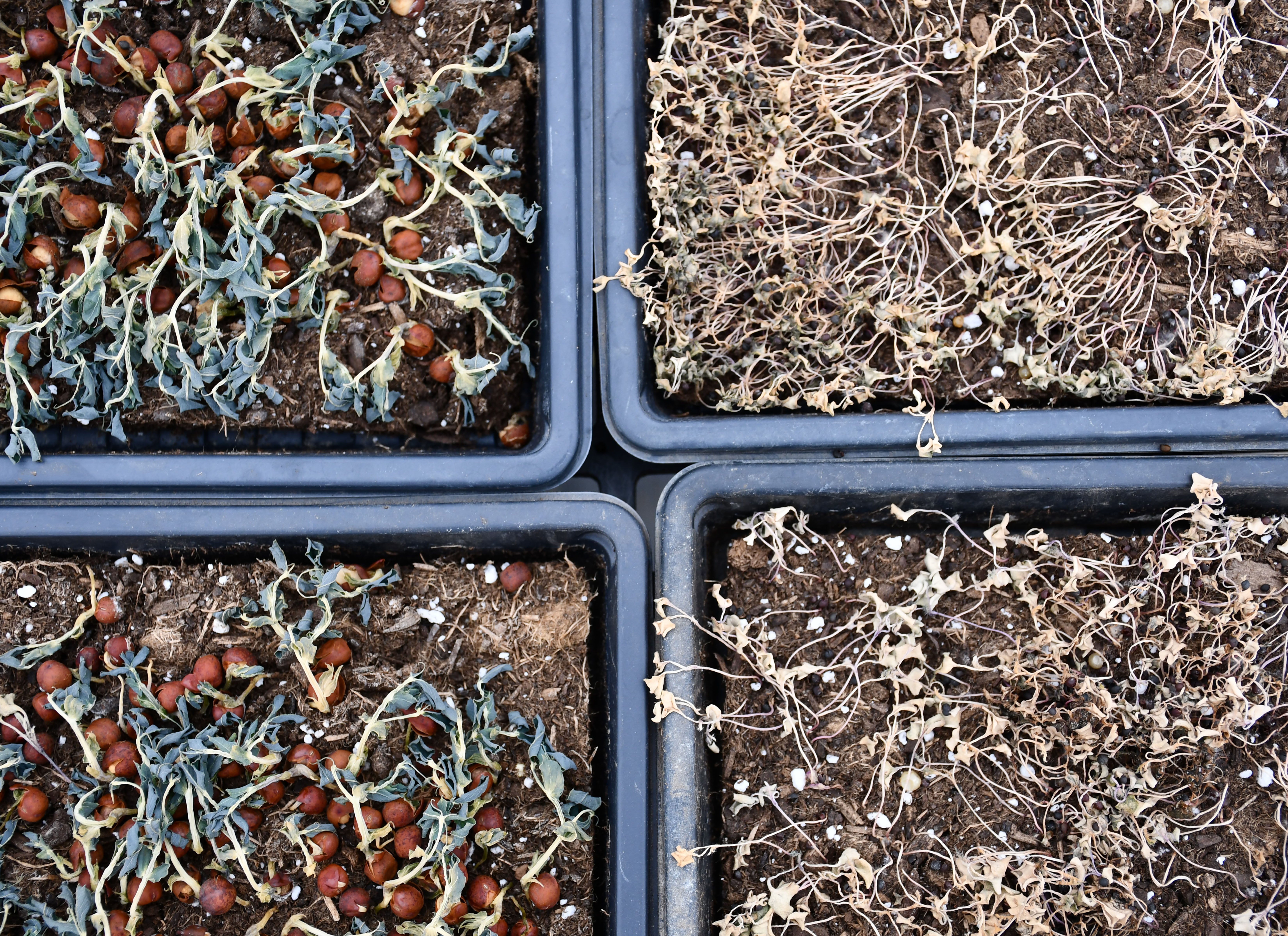 small plants in a grid