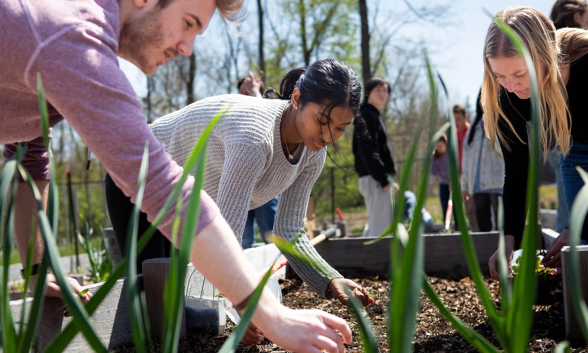 Sustainability and environmental studies students tending to a community garden box.