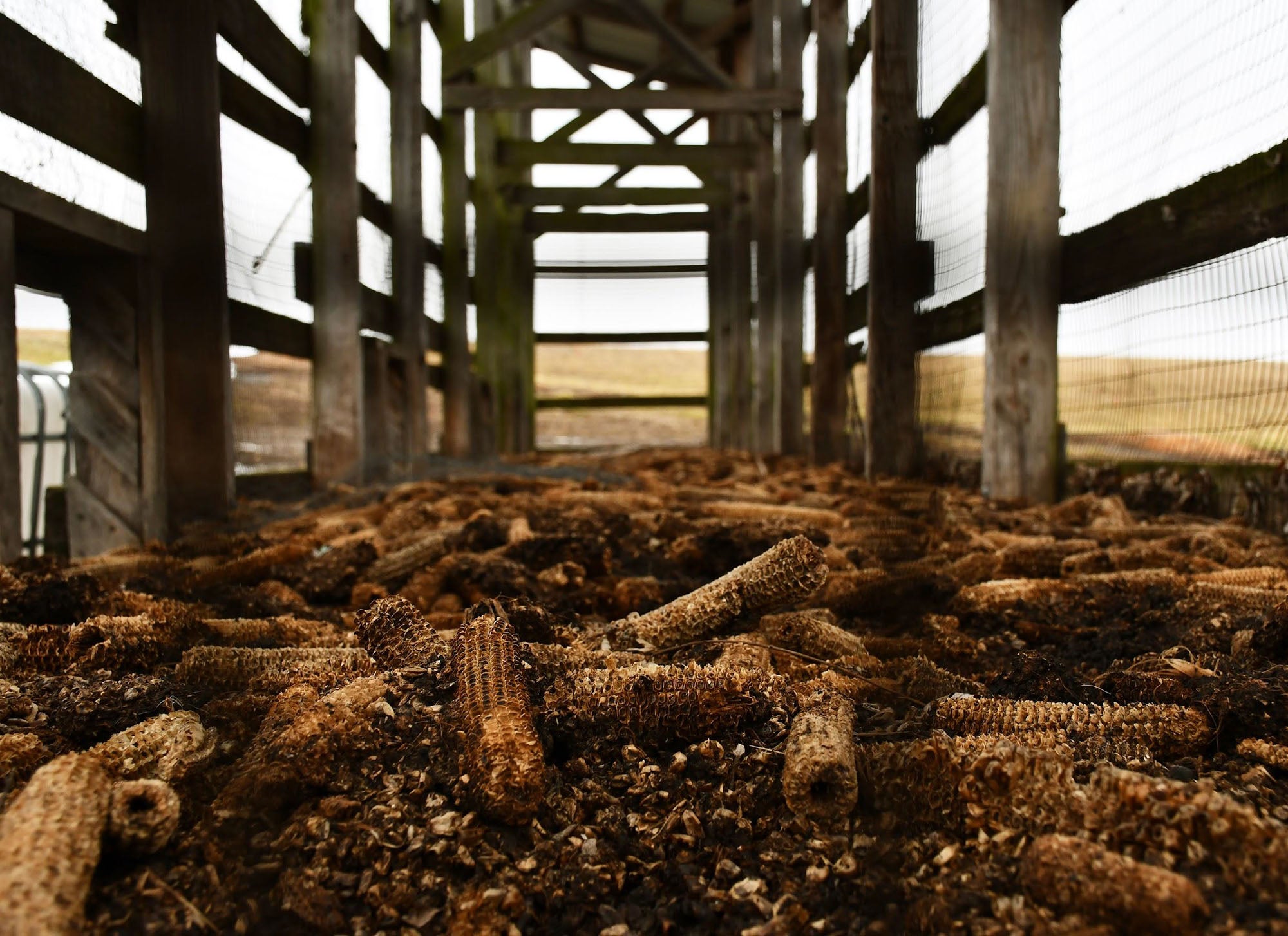 Close-up view of dried corncobs and soil scattered on the ground inside a wooden, open-sided structure, with an open landscape visible in the background.