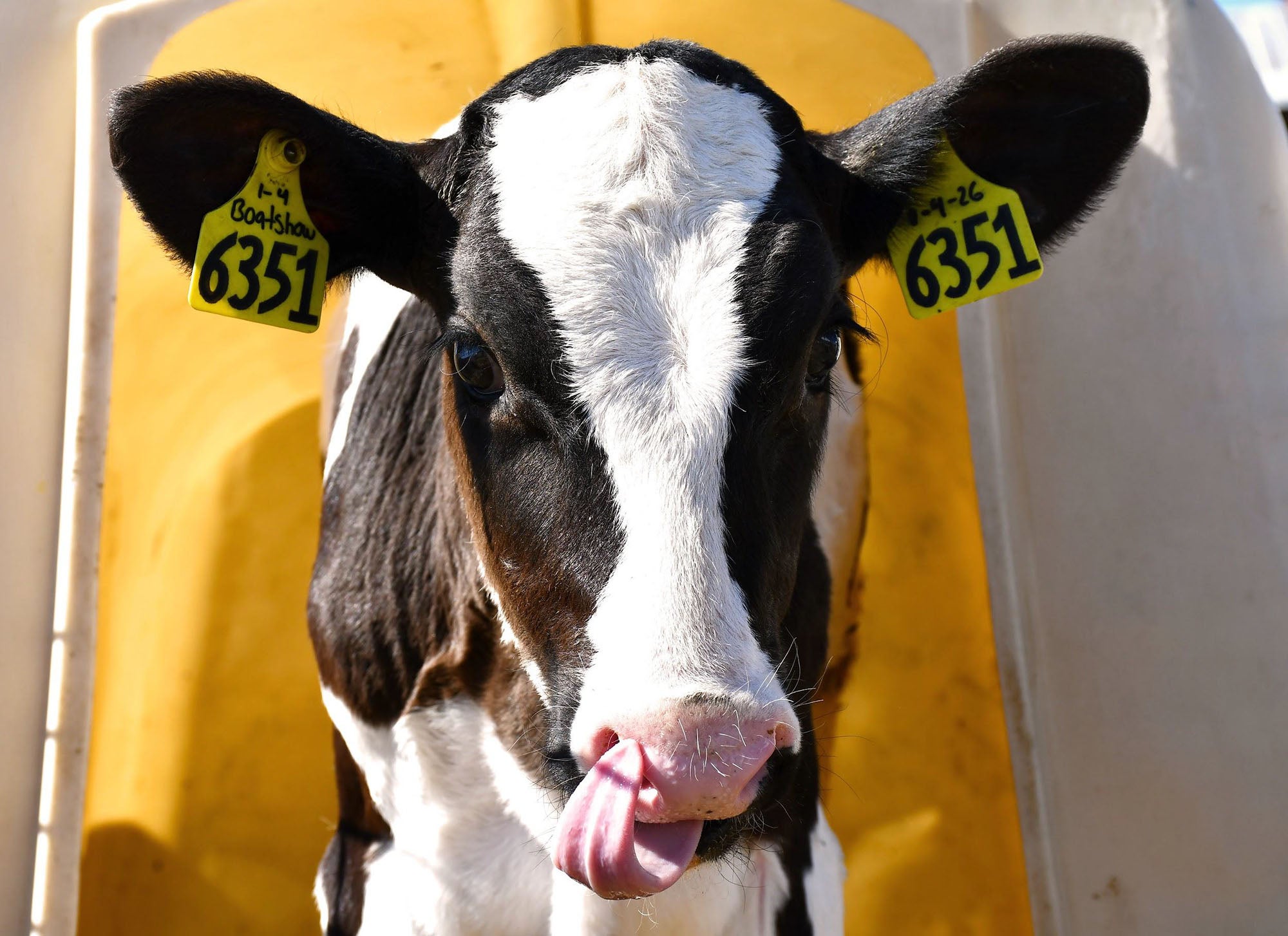 A black and white cow with yellow ear tags labeled 6351 stands in front of a yellow background, licking its nose with its tongue.