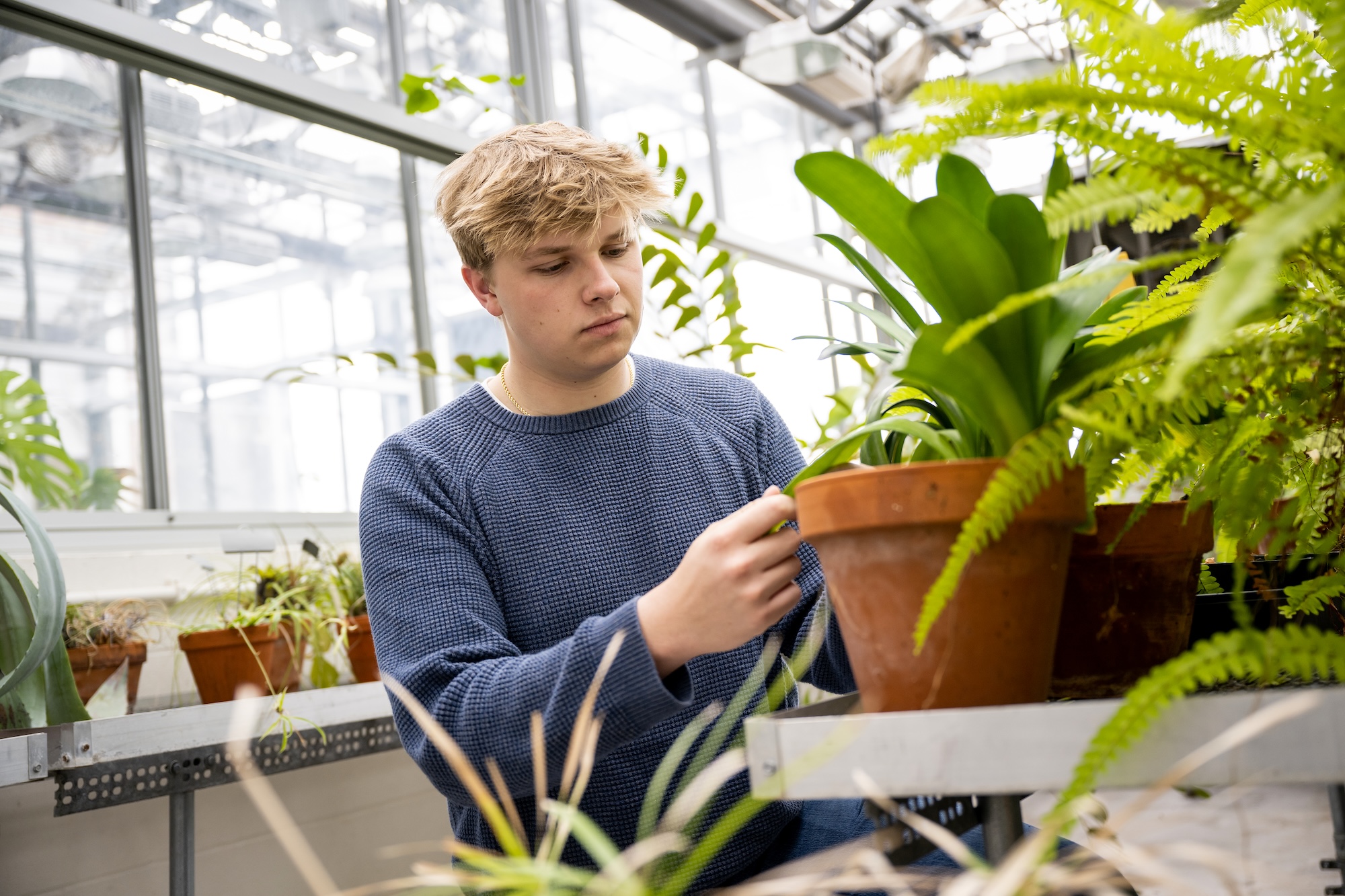 A student examines plants in the greenhouse