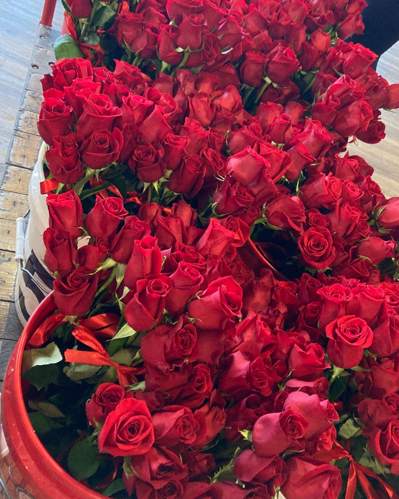 Five gallon buckets filled with dozens of red roses.