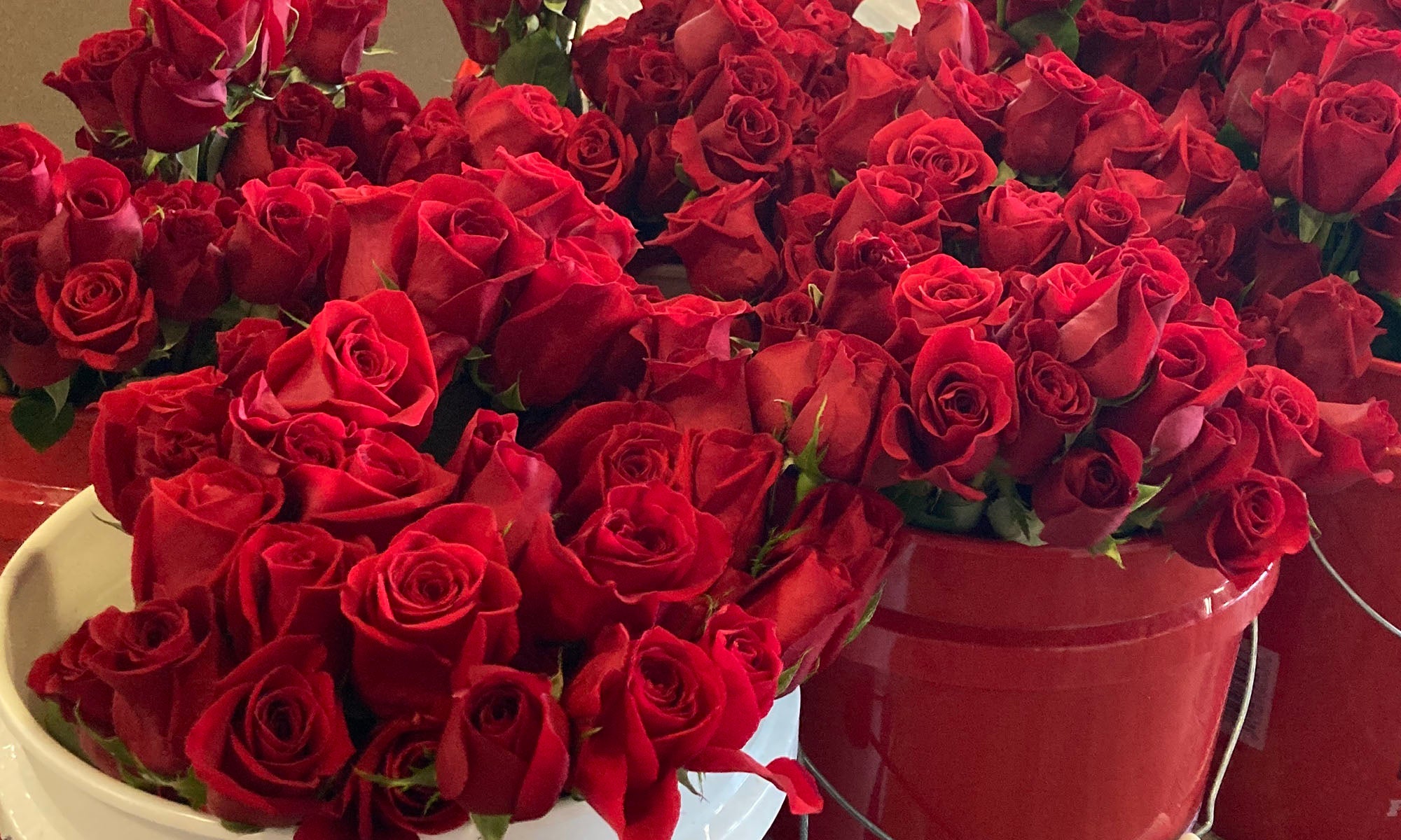 Five gallon buckets filled with dozens of red roses.
