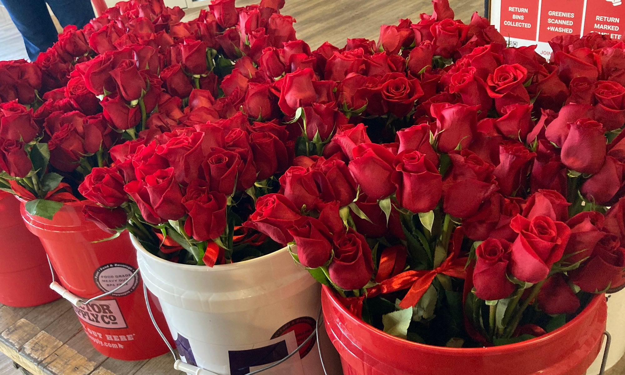 Five gallon buckets filled with dozens of red roses.