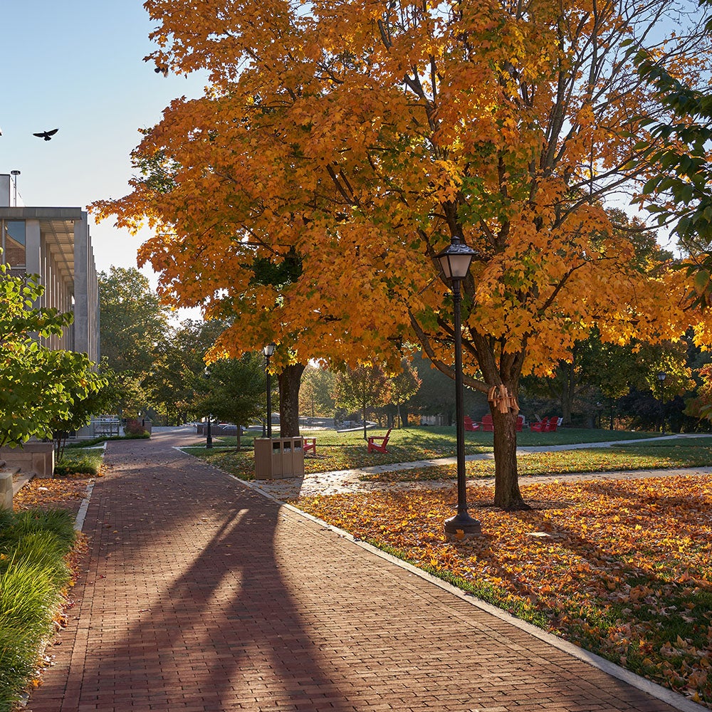 Brick pathway curves through a park with a large tree displaying orange autumn leaves; sunlight casts long shadows across the scene.