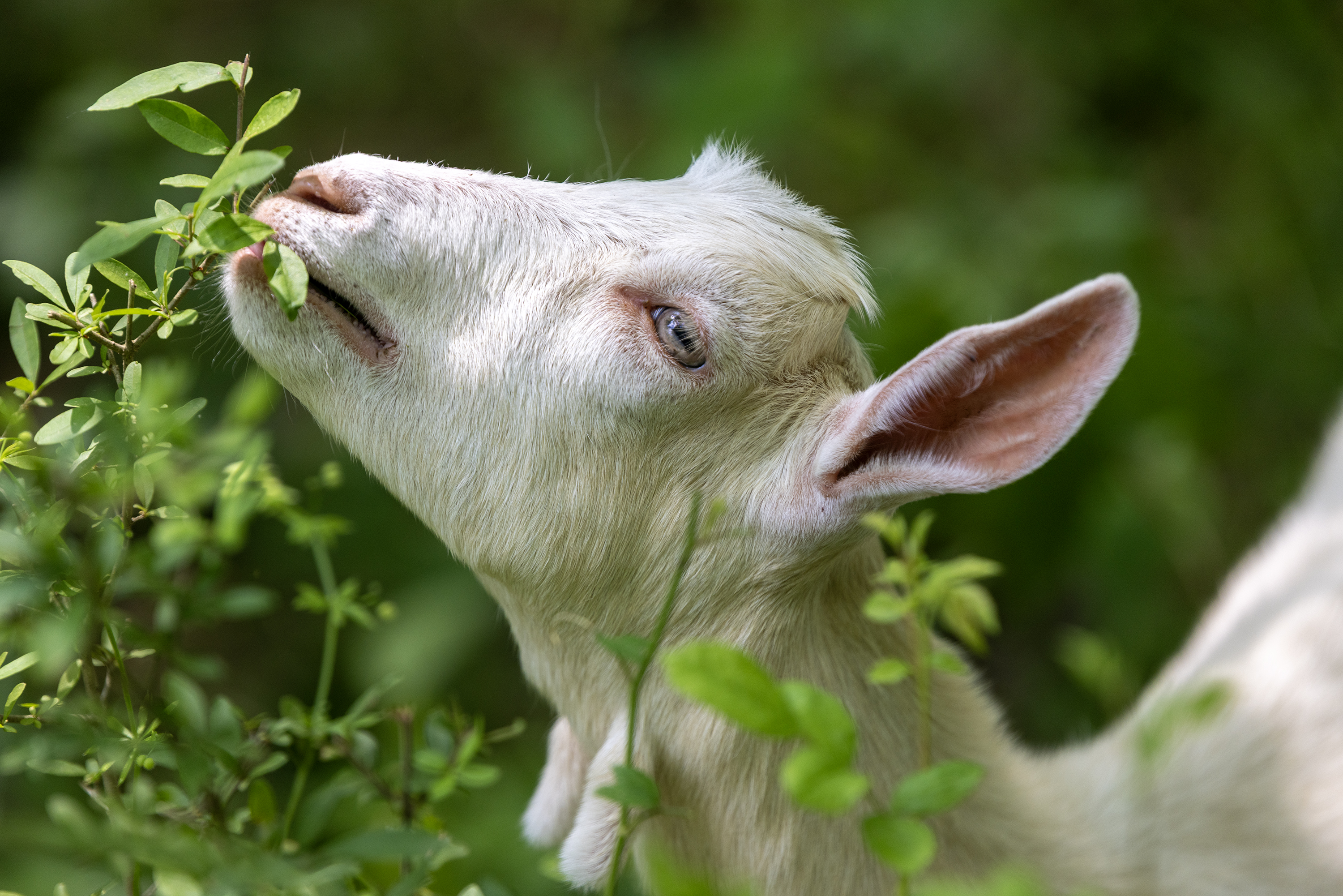 A white goat grazes on invasive plants.