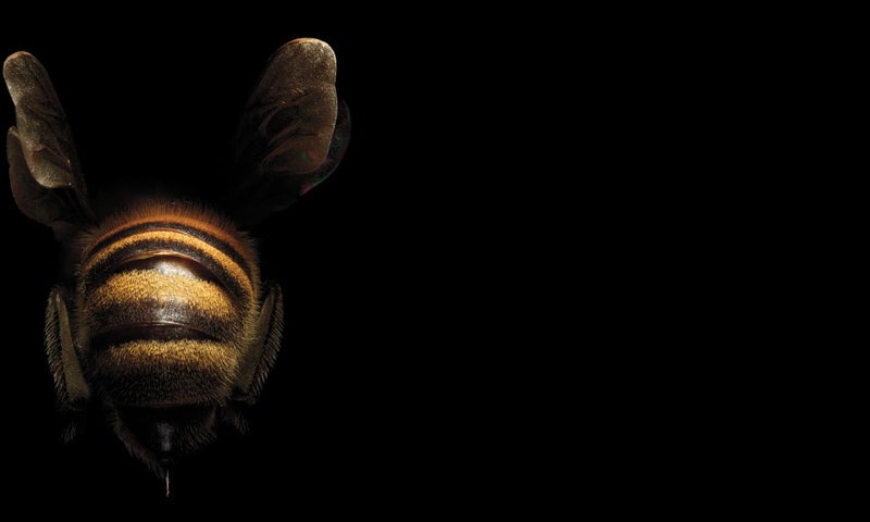 Where Have All The Bees Gone?