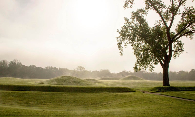 Green Earth mounds covered by a light fog next to a tall tree with a tree-line visible in the distance.
