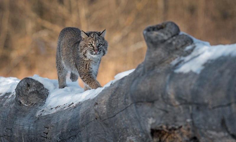 Bobcat (Lynx rufus) walks along a log in winter [hkuchera – Adobe Stock]