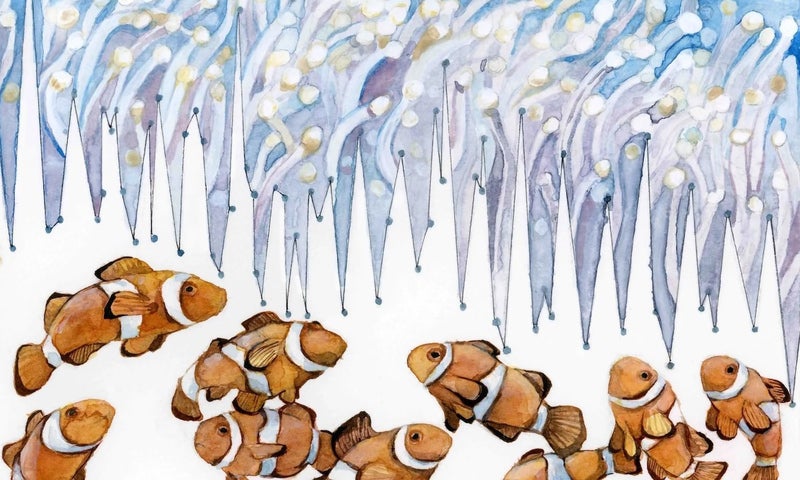 Illustration of a group of clownfish swimming near sea anemone tentacles, depicted with orange and white fish below blue, wavy tendrils.
