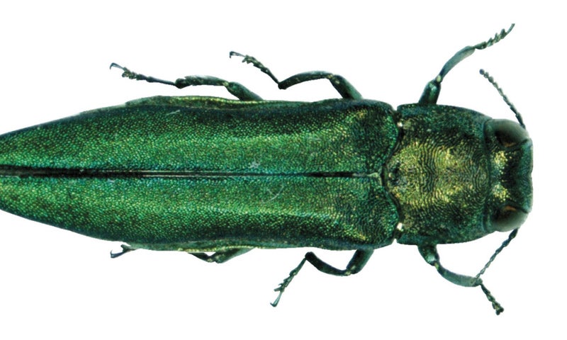 UnCommon Ground - Dear Emerald Ash Borer: Make Like a Tree