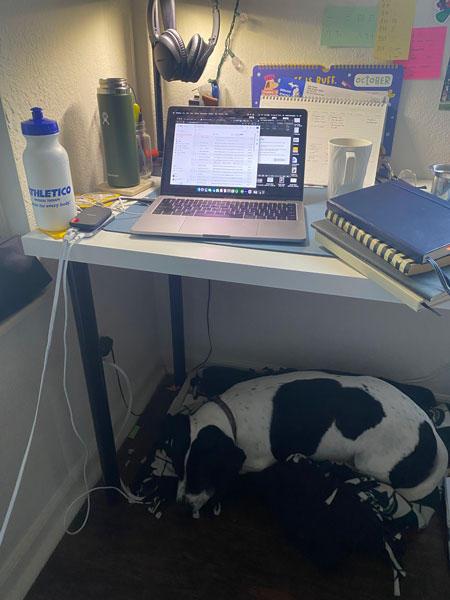 Dog under work desk