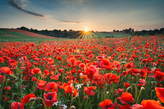 image of sun rising over a field of red flowers