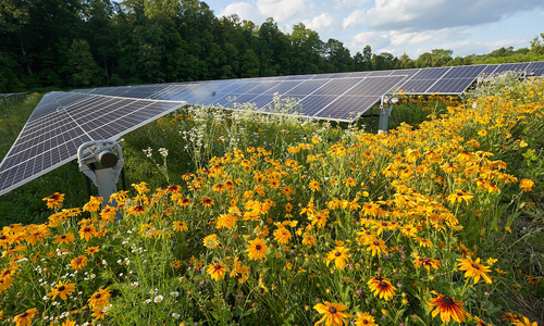 The pollinator habitat at Denison University's solar array