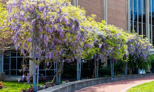 Wisteria flowers on the campus commons