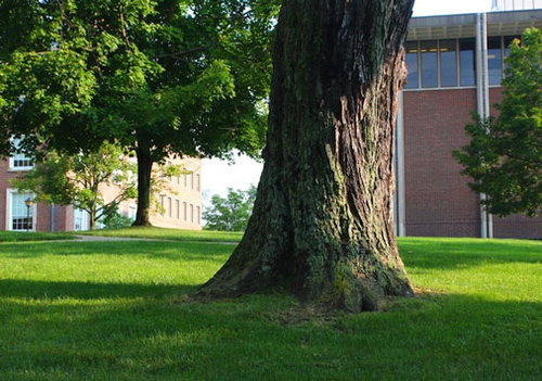 campus tree