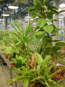 Biology Greenhouse
