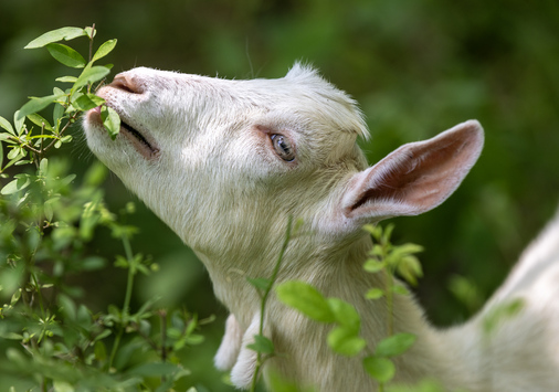 A white goat grazes on invasive plants.