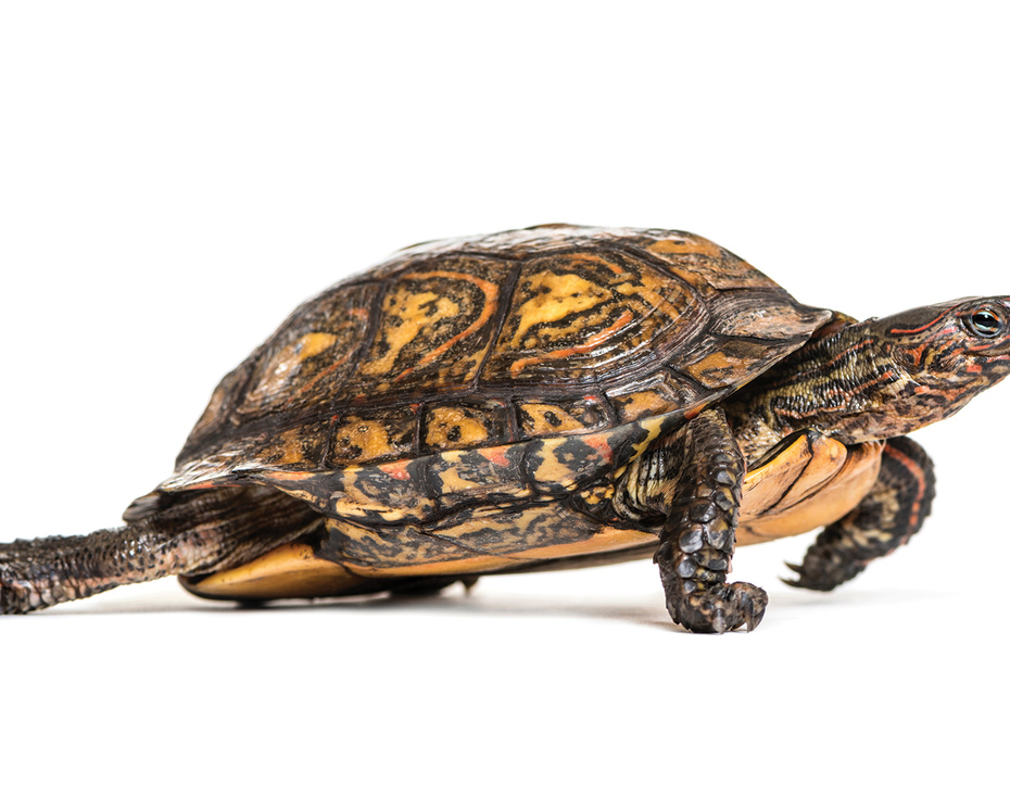 Turtle