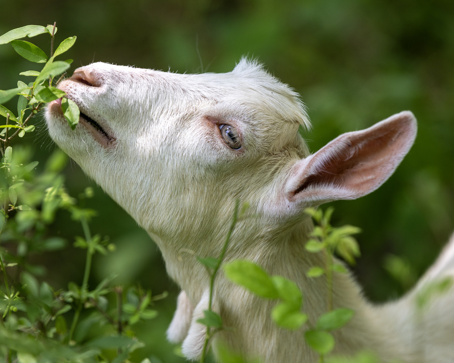 A white goat grazes on invasive plants.
