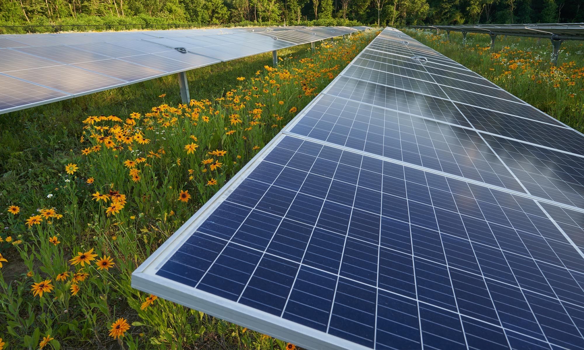 Photo of Denison solar panel in a field of wildflowers.