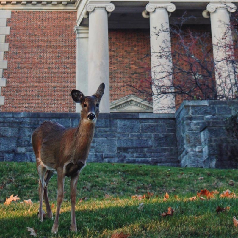 A deer stands in front of Chapel Walk and Swasey Chapel