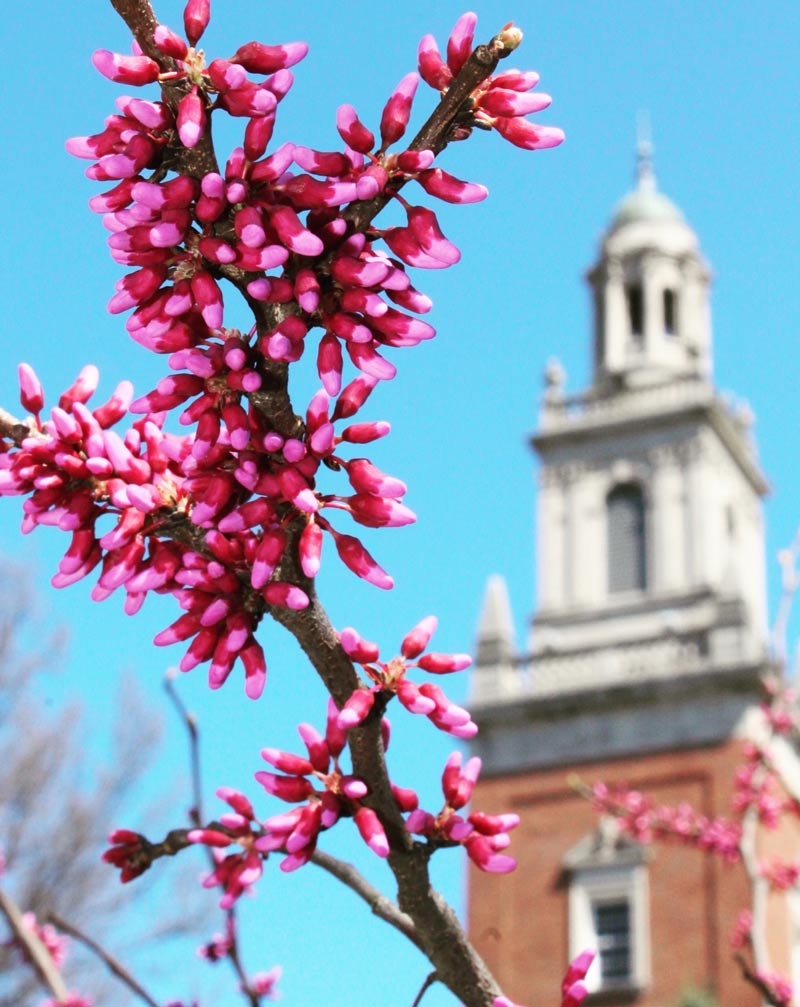A redbud tree blooms in front of Swasey Chapl in the spring