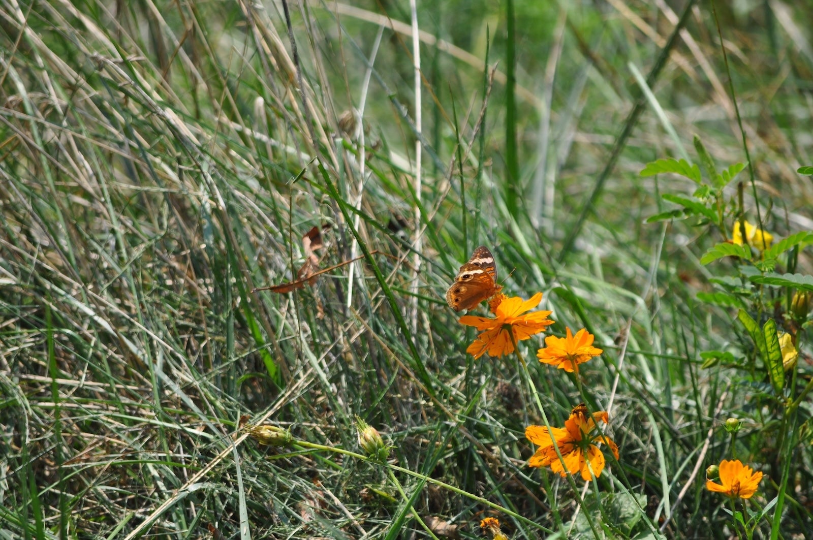A butterfly on a flower in a field