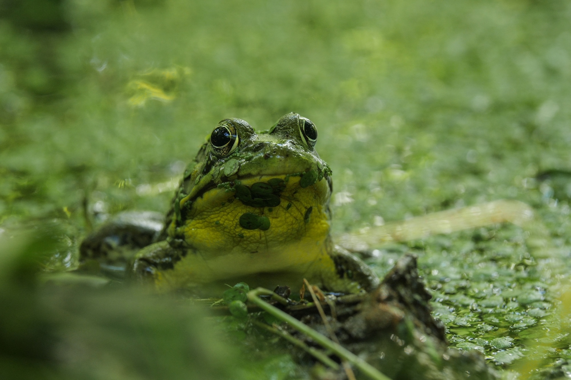 A frog peeps its head out of the swamp water at the Bio Reserve