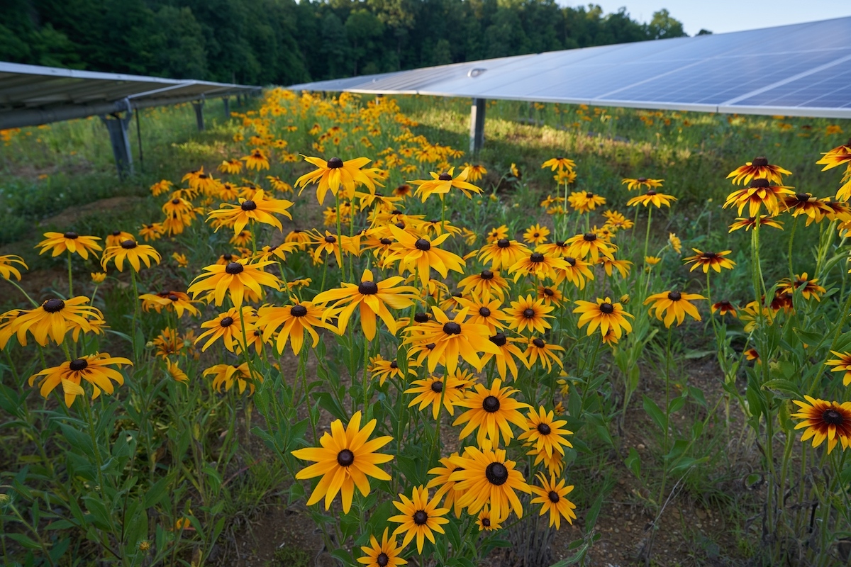 Sunflowers near the solar array