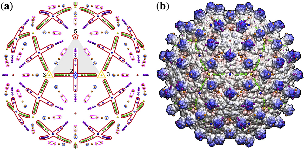 Spherical Virus Construction