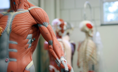 muscles in the body mannequin