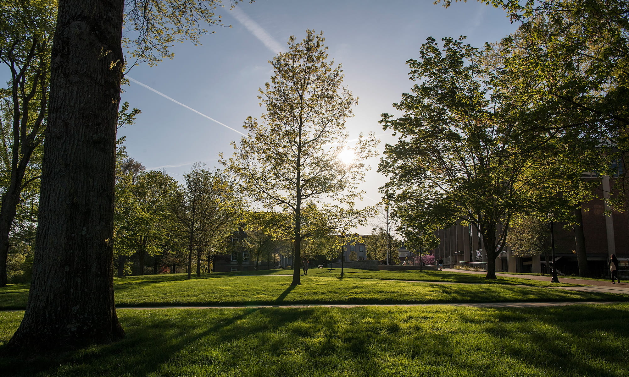 academic quad with green trees and freshly mown grass