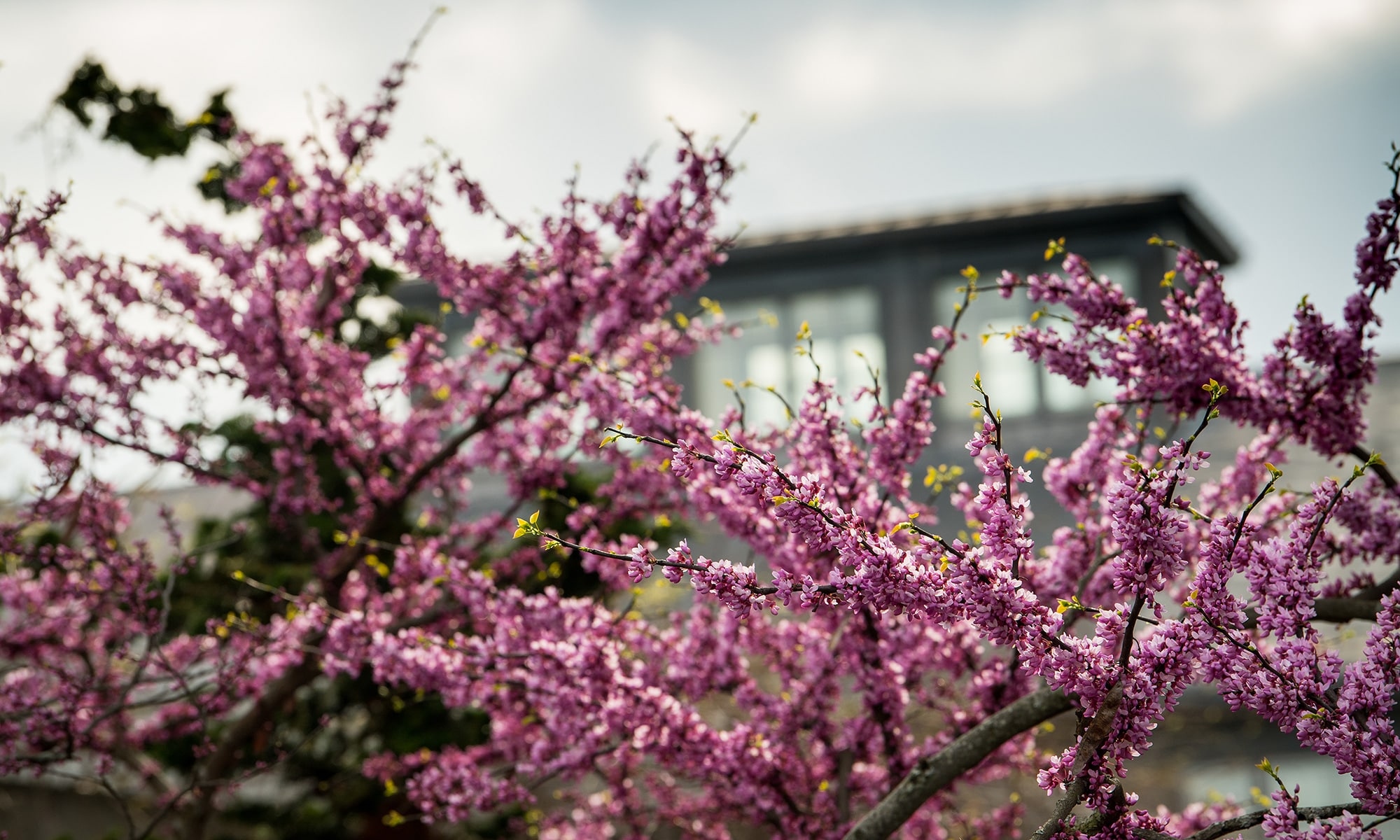 Pink flowers in focus