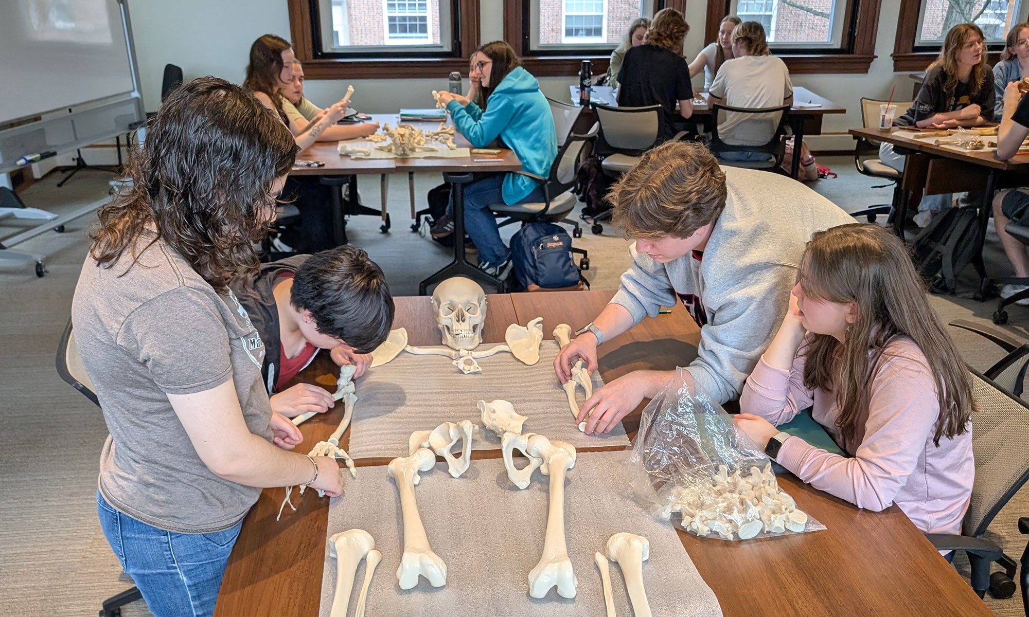 Four students examine and study human skeleton models on a table in a classroom, while other groups work at separate tables in the background.
