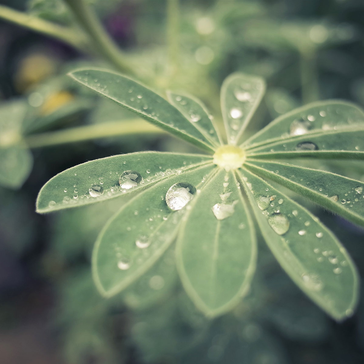 water droplets on plant
