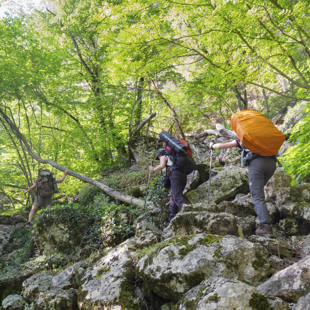 Students hiking in the woods during the Outdoor Pre-Orientation.
