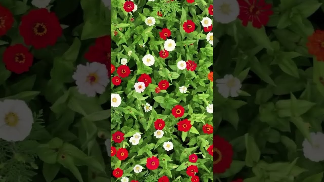 Video thumbnail: cCHtNdf8Lsg