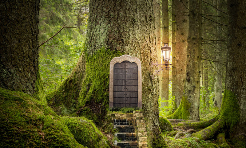door on tree in forest
