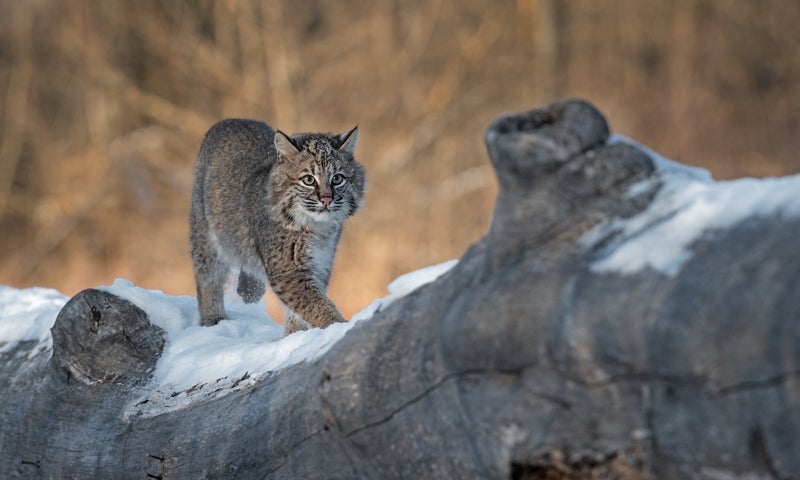 Bobcat (Lynx rufus) walks along a log in winter [hkuchera – Adobe Stock]