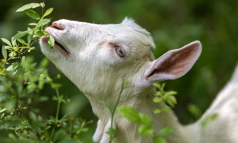 A white goat grazes on invasive plants.