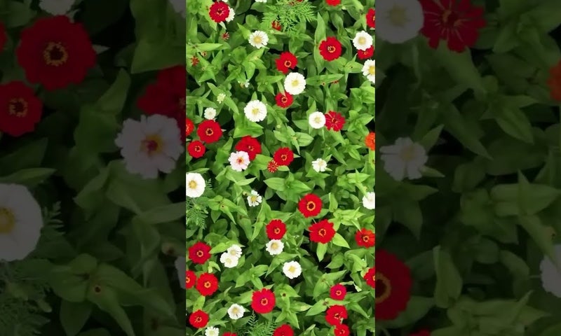 Video thumbnail: cCHtNdf8Lsg