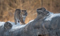 Bobcat (Lynx rufus) walks along a log in winter [hkuchera – Adobe Stock]