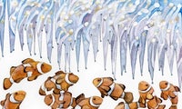 Illustration of a group of clownfish swimming near sea anemone tentacles, depicted with orange and white fish below blue, wavy tendrils.