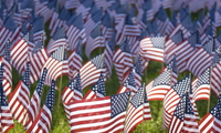 American flags in the grass